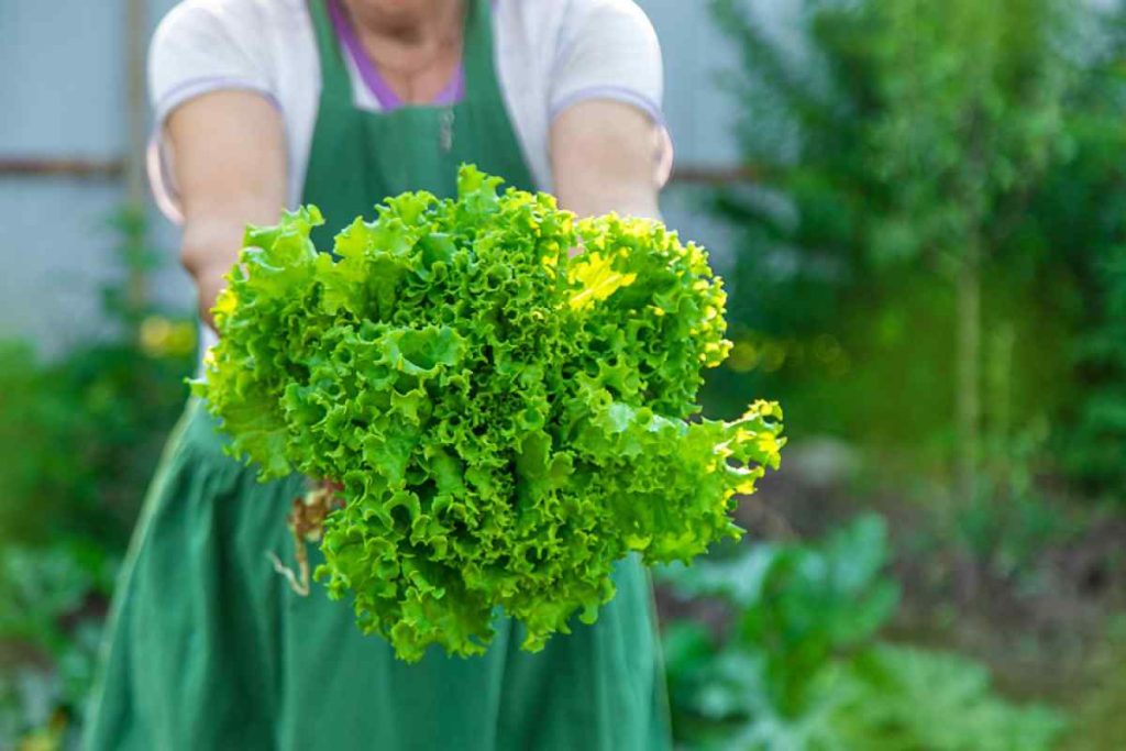Evde Topraksız Tarım İçin Gerekli Malzeme Listesi