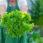 Evde Topraksız Tarım İçin Gerekli Malzeme Listesi