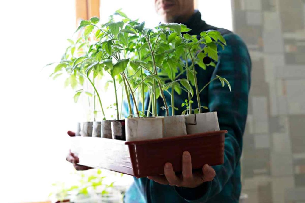 Evde Topraksız Tarımda En İdeal Sebzeler