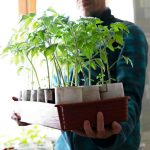 Evde Topraksız Tarımda En İdeal Sebzeler