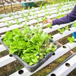 Hobi Tarım Başlangıç Rehberi: İlk Adımlar