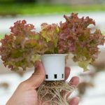 Hobi Tarım ile Balkonda Mini Bahçe Kurma